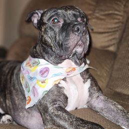 Looking and feeling good after a grooming visit with Korie.