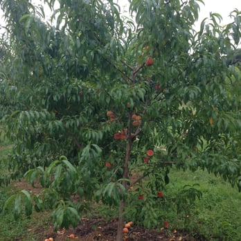 Carver Hill Orchards - Fruits & Veggies Near Me - Stow, Massachusetts