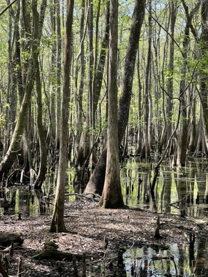 Manatee Springs by null