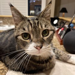 Tri Valley Mobile Veterinary Service - The old man, Zephyr.