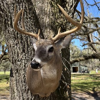 Preserving The Memory Taxidermy - Taxidermy Near Me - Branford, Florida Preserving The Memory Taxidermy - Taxidermy Near Me - Branford, Florida