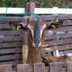 Gestüt Wiesengrund - Juten Tach auch