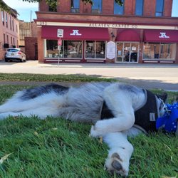 Cosmic Fitness - Siberian Husky lounging, post-walk....