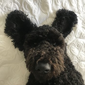 Golden Liberty Doodles - Pet Breeders Near Me
