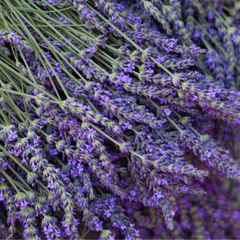 Lavender Festival - Festivals Near Me - Cherry Valley, California Lavender Festival - Festivals Near Me - Cherry Valley, California