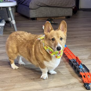 Doggie Grooming Styles - After the bath - Pet Groomers Near Me - Los Gatos, California