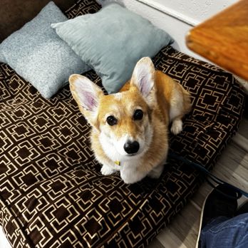Bark Espresso - Dog beds - Coffee & Tea Near Me - Seattle, Washington Bark Espresso - Dog beds - Coffee & Tea Near Me - Seattle, Washington