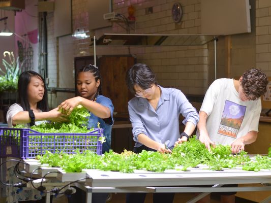 Plant Chicago by null