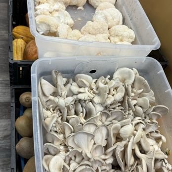 Chef Kelly’s - Oyster Mushrooms & Lion's Mane - Food Delivery Services Near Me - Port St. Lucie, Florida Chef Kelly’s - Oyster Mushrooms & Lion's Mane - Food Delivery Services Near Me - Port St. Lucie, Florida