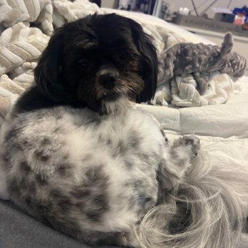 Bark Avenue - Pet Groomers Near Me - Cedar Park, Texas