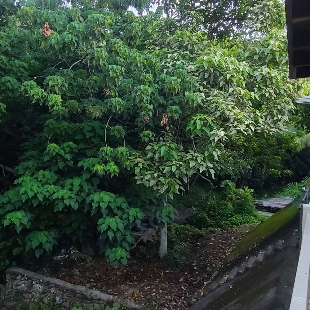 Treescape Hawaii - Before 4 - Tree Services Near Me - Ewa Beach, Hawaii Treescape Hawaii - Before 4 - Tree Services Near Me - Ewa Beach, Hawaii