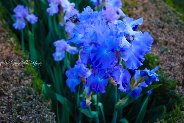 Temple Square by null