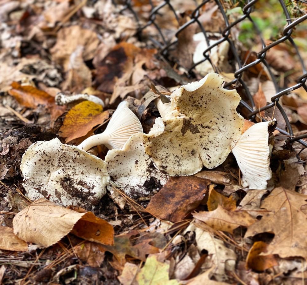 BUTTERMILK FALLS STATE PARK Updated October 2024 424 Photos & 117