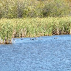 Reserve Naturelle Marais Leon Provancher - Ducks