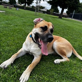 Bay Area K9 Training - Koa Yi - Pet Training Near Me