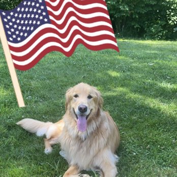 Wallace Falls Farm - Holly the Golden Retriever celebrating 4th of July at Wallace Falls Farm - Pet Boarding Near Me - Gold Bar, Washington