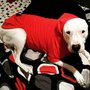Photo of Troubled Minds Canine Psychology