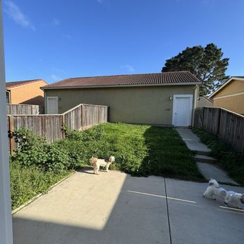 Playing Koi - BEFORE - Lawn Services Near Me Playing Koi - BEFORE - Lawn Services Near Me