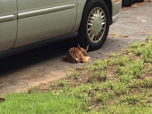 Bergen Brookside Auto Body & Towing