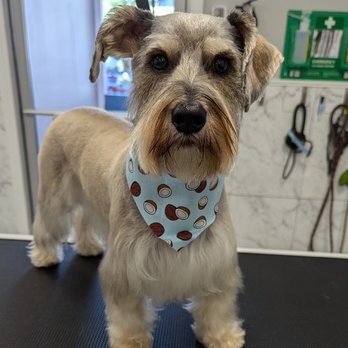 Odie's Grooming - Bori After Photo - Pet Groomers Near Me - San Diego, California Odie's Grooming - Bori After Photo - Pet Groomers Near Me - San Diego, California