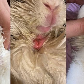 Chabot Veterinary Clinic - Before and after they treated her for saliva burn! Middle pic was when she was under treatment by a different clinic who made it worse - Veterinarians Near Me - Hayward, California Chabot Veterinary Clinic - Before and after they treated her for saliva burn! Middle pic was when she was under treatment by a different clinic who made it worse - Veterinarians Near Me - Hayward, California