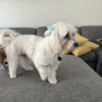 Sirius Pet Styling - Maltipoo - Pet Groomers Near Me - Las Vegas, Nevada Sirius Pet Styling - Maltipoo - Pet Groomers Near Me - Las Vegas, Nevada
