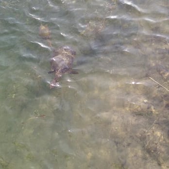 Miramar Pineland Park - Found turtles - Parks Near Me - Miramar, Florida