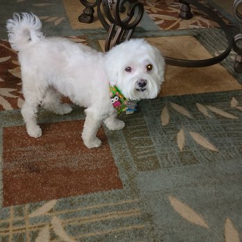 Pooch Paradise - This is Spud after getting groomed at Pooch Paradise, LLC. - Pet Groomers Near Me - Lake Havasu City, Arizona Pooch Paradise - This is Spud after getting groomed at Pooch Paradise, LLC. - Pet Groomers Near Me - Lake Havasu City, Arizona