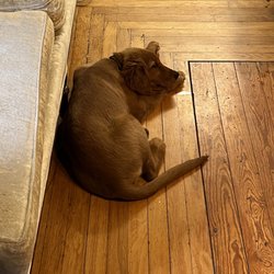The Blonde Robin - The puppy