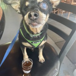 Kelsey Creek Brewing - Bobo and his beer that's just his size