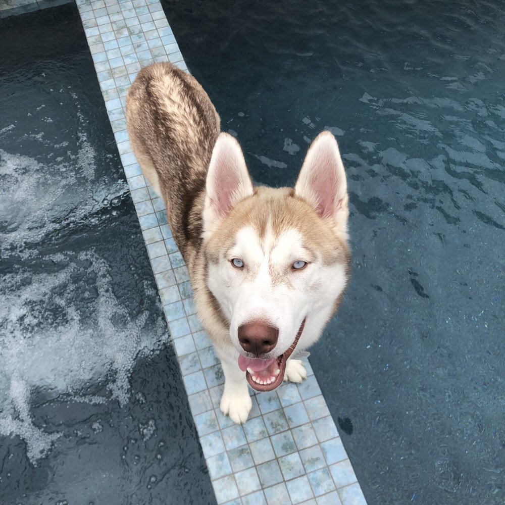 A A Comet Dog Training Services - Pet Training Near Me