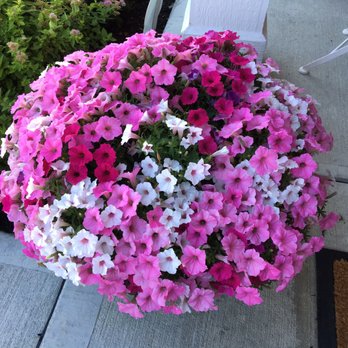 Wasson - Landscaping Near Me - Fishers, Indiana Wasson - Landscaping Near Me - Fishers, Indiana