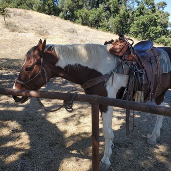 Central Coast Trailrides - My horse, Jesse James.. solid as they come - Horseback Riding Near Me
