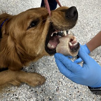 Veterinary Emergency Center - Got a bone stuck :/ - Veterinarians Near Me - Redlands, California Veterinary Emergency Center - Got a bone stuck :/ - Veterinarians Near Me - Redlands, California