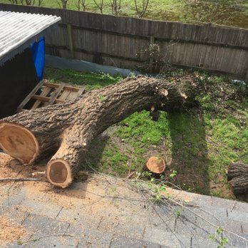 Aspen Tree Service - Tree Services Near Me Aspen Tree Service - Tree Services Near Me
