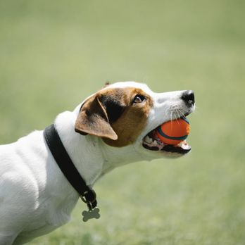 Pawsitive Strides - Anyone free to play ball at the park?! We regularly play with our furry friends on both solo dog walking and group dog walking adventures - Dog Walkers Near Me Pawsitive Strides - Anyone free to play ball at the park?! We regularly play with our furry friends on both solo dog walking and group dog walking adventures - Dog Walkers Near Me