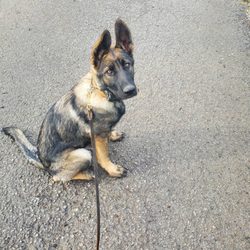 Artisan Dog Training - Love those ears! Ready to work.