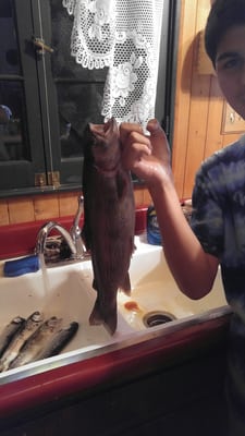 AlexLuv2Cook Market by null