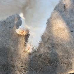 FastTrack Veterinary Urgent Care - Paws