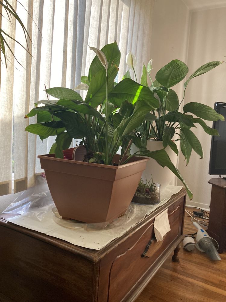 DENTIST HOUSE CALL SERVICE Updated September 2024 6161 El Cajon