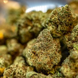 Higher Love Cannabis Dispensary Norway - Higher Love Cannabis Dispensary Norway