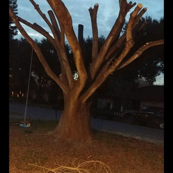 Magic Touch Lawn Palms And Trees Service - All service in trees... Trimming,cutting,root removal,cut branches and more!! - Tree Services Near Me - McAllen, Texas Magic Touch Lawn Palms And Trees Service - All service in trees... Trimming,cutting,root removal,cut branches and more!! - Tree Services Near Me - McAllen, Texas