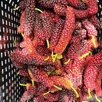 Passion Gardens - mulberry - Pick Your Own Farms Near Me - Morgan Hill, California Passion Gardens - mulberry - Pick Your Own Farms Near Me - Morgan Hill, California