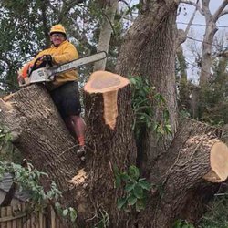 Tree Monkeys