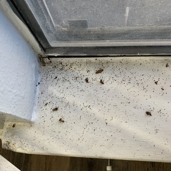 The Booker Apartments - Roaches - Apartments Near Me - Duncanville, Texas