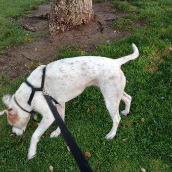 University Dog Park - Chloe! - Pets Near Me - Palm Desert, California University Dog Park - Chloe! - Pets Near Me - Palm Desert, California
