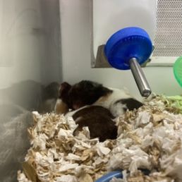 Hamsters