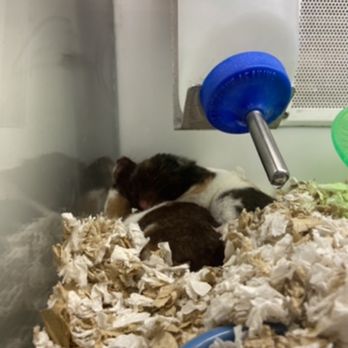 Petco - Hamsters - Pet Stores Near Me - Downey, California