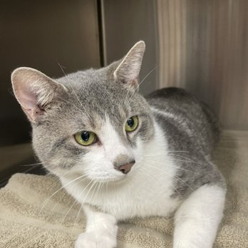 Reston Animal Hospital - Handsome Kitty in for a check up - Veterinarians Near Me - Reston, Virginia