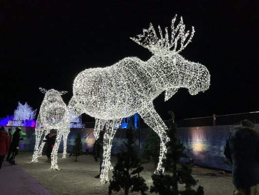 Aurora Winter Festival by null